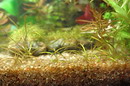 Sagittaria Subulata